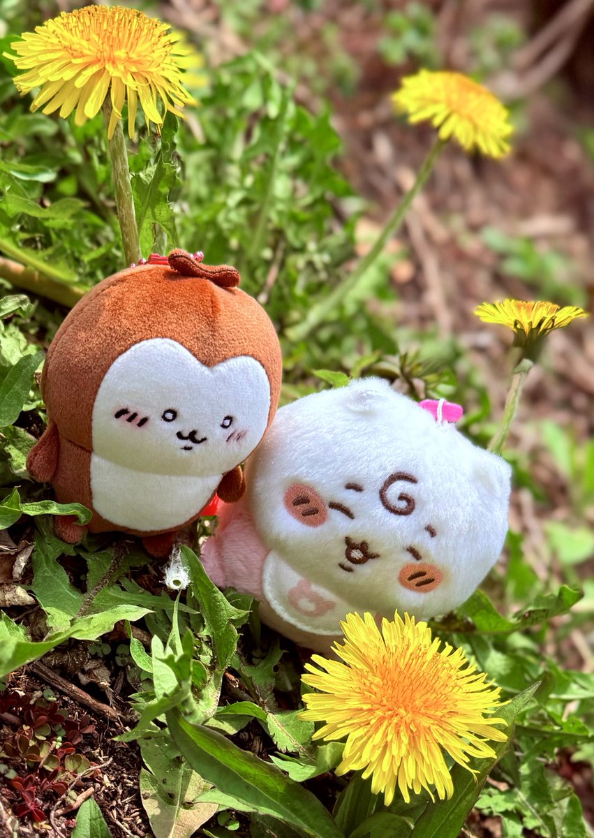 SHO(セクシーいけだ) tweet media