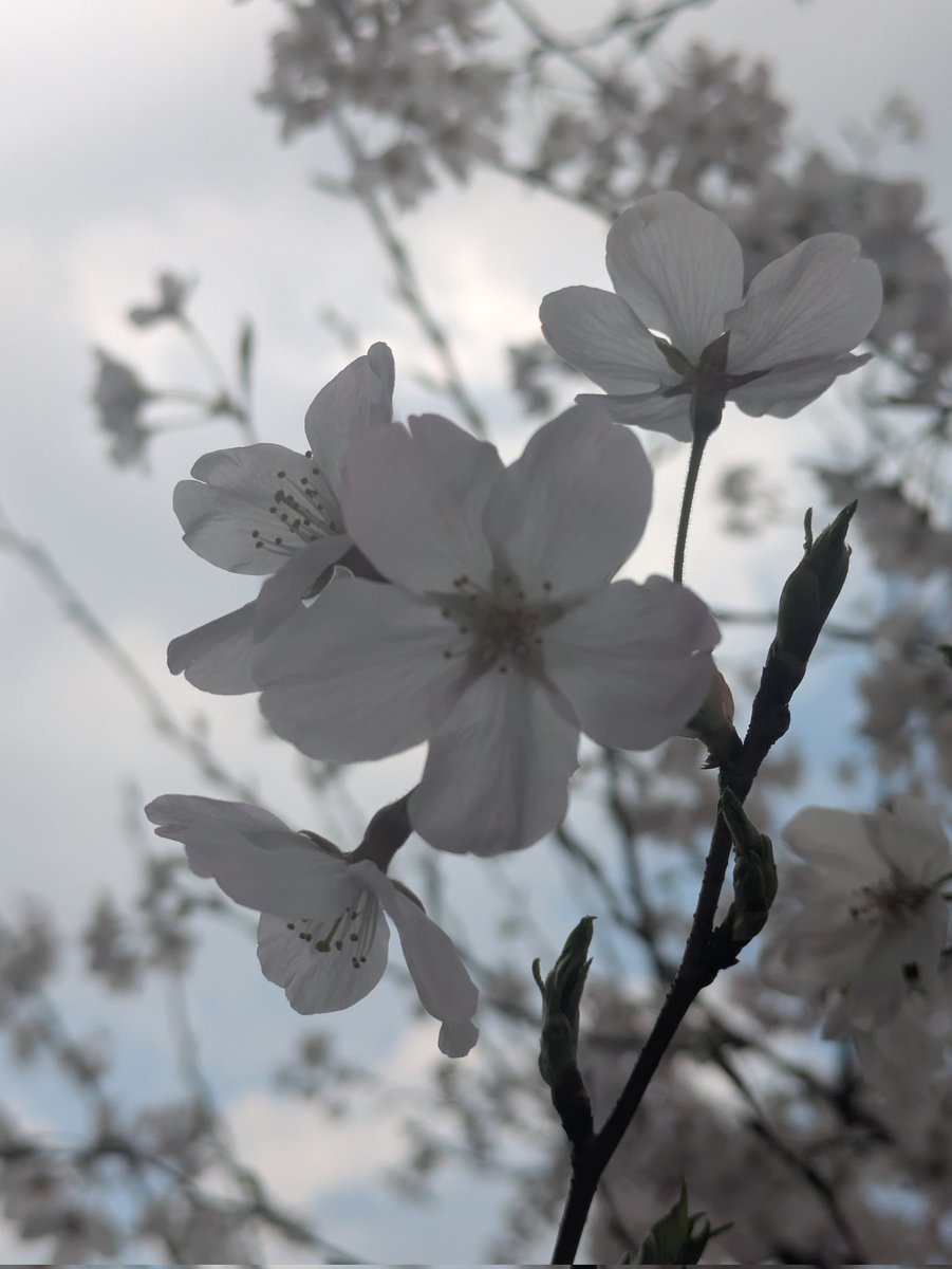 しゃおめい🐼 tweet media