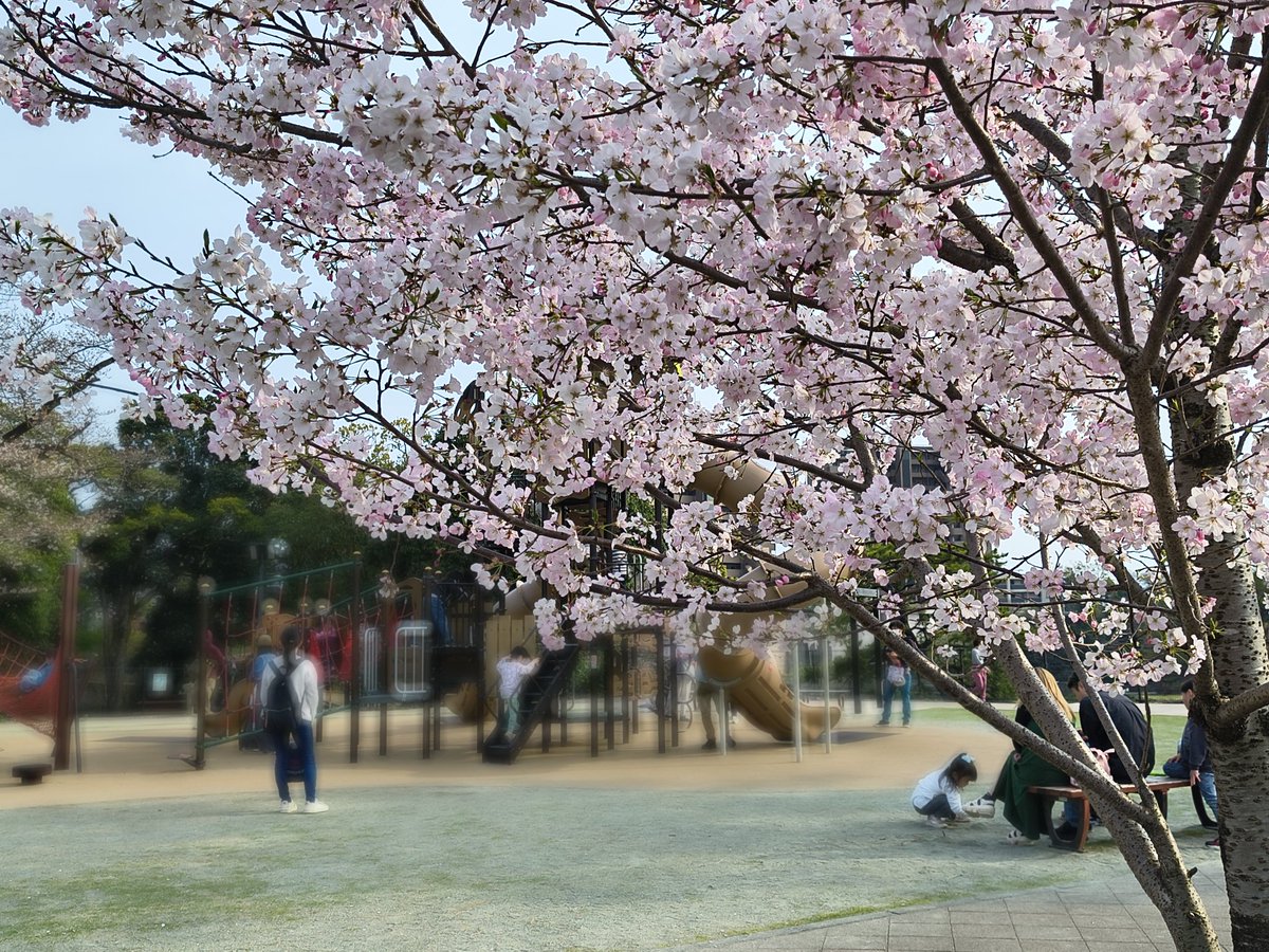 4neyama's tweet photo. 公園で子供たちが遊ぶのを遠目でちょいちょい監視しながら桜が咲く下のベンチで #Antigravity に指示出しして非エンジニアなのにReact開発してるだなんて最高かよ。
子供3人が4月には全員小学生ともなると自分で遊んでくれ、AIエージェントがここまで進化してくれたからこそできる芸当 https://t.co/P87dotoN6e