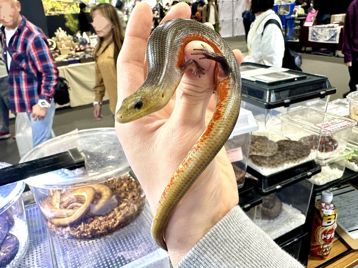 HERPLIFE's tweet photo. 【どこよりも早いナゴレプレポート春2026 その4】
リミックス・ペポニさんの"エルドラードギャリワスプ"
「黄金ギャリー」とも呼ばれる黄金色の背中に、燃え盛るような赤い腹部がとても情熱的！成長とともにさらに鮮やかになっていく楽しみも魅力です！ https://t.co/gvKtBlRHrF