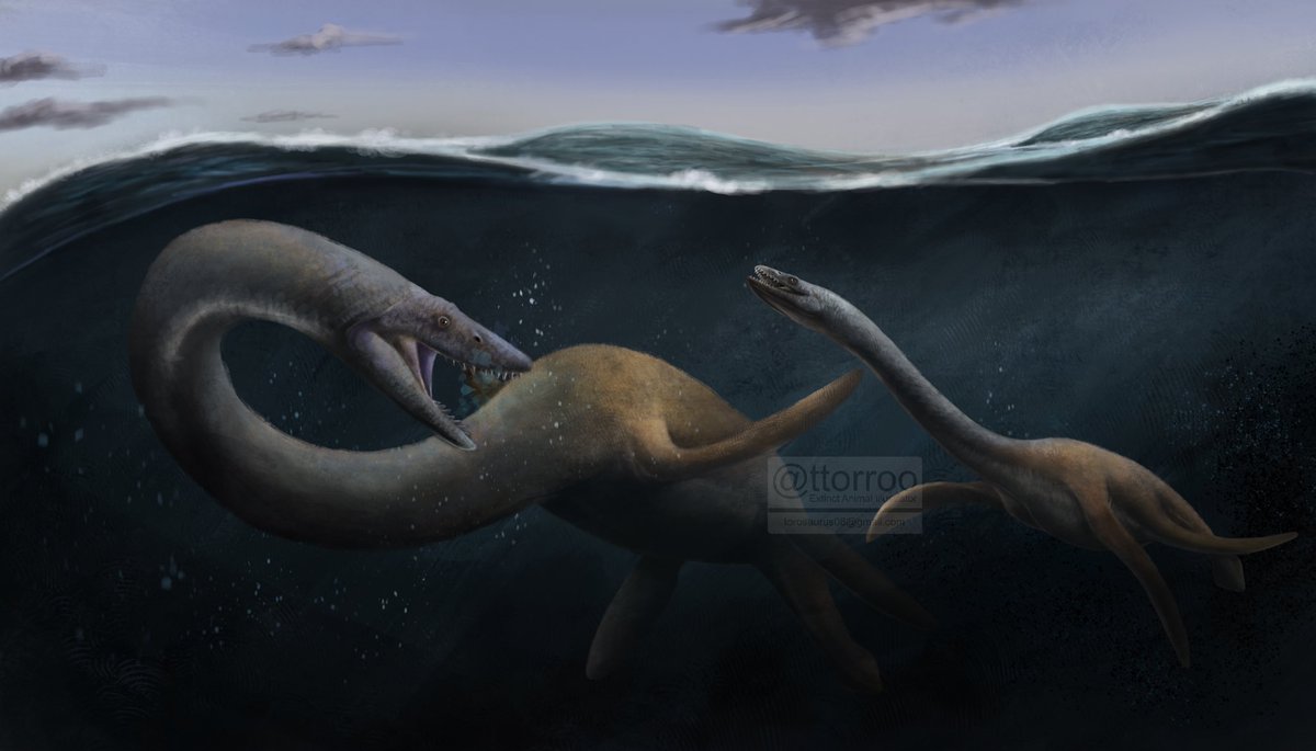 Torosaurus tweet media