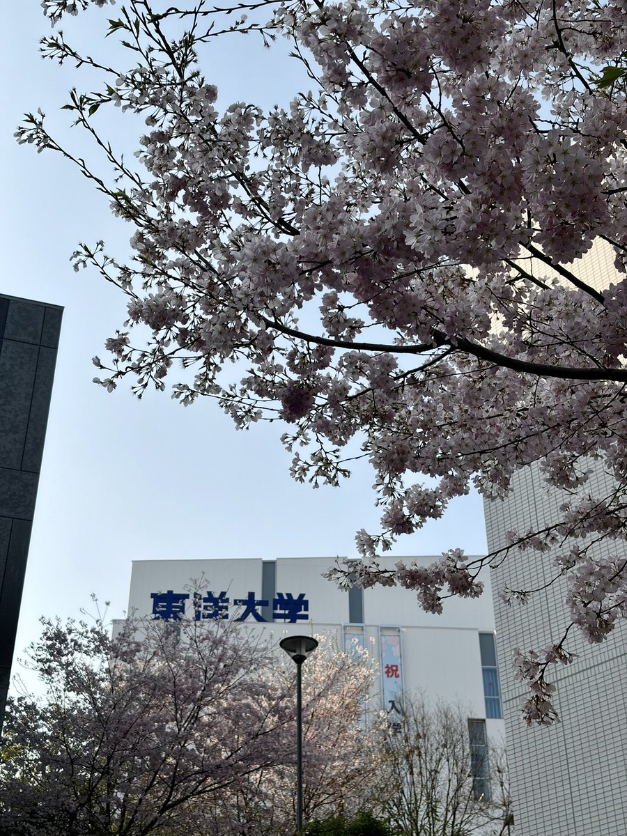 Vizgaruv's tweet photo. 満開ですね https://t.co/BIRQzNPLIk