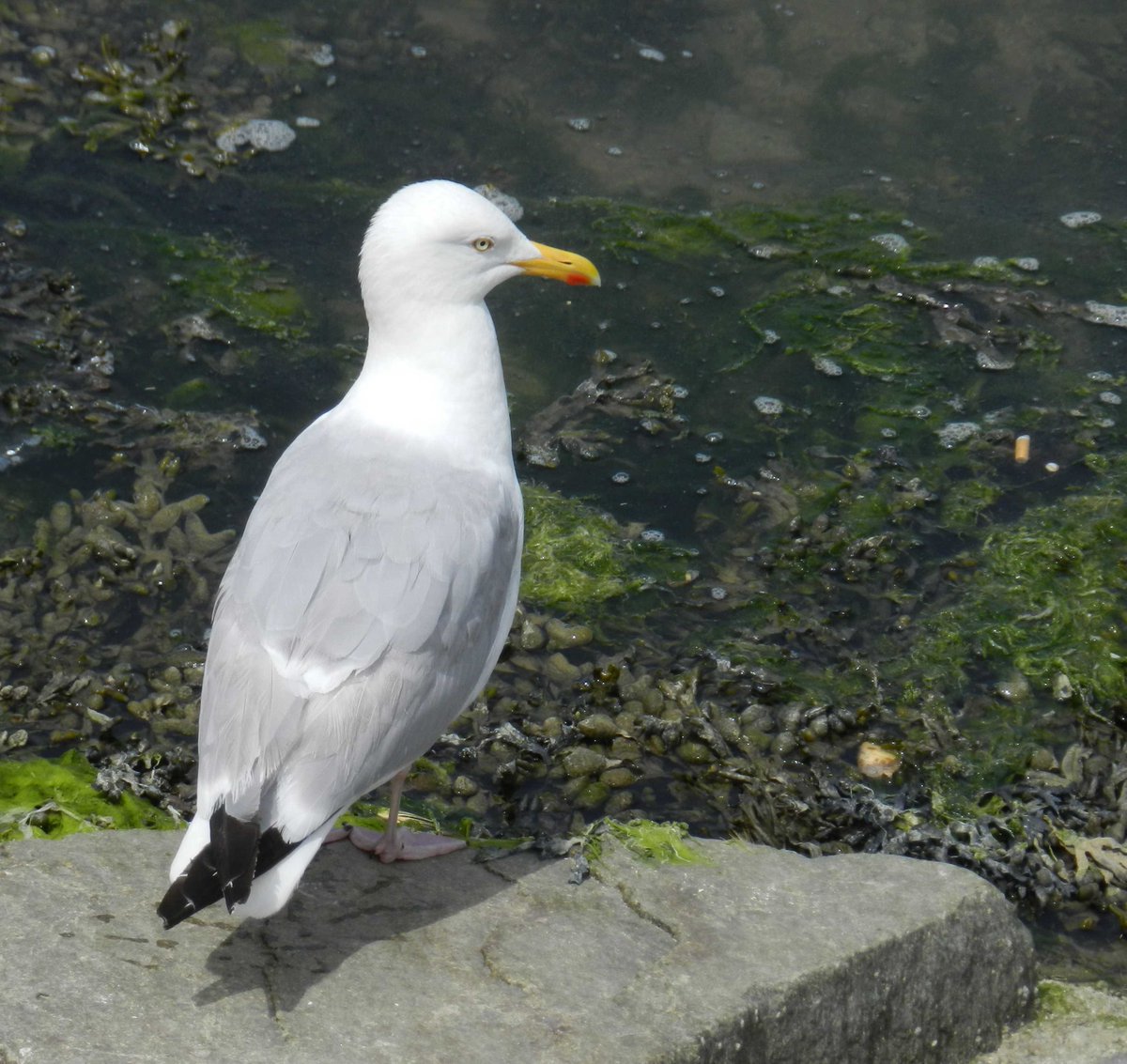 Jean Gautier 🐝🦋🐞 #Insoumis, Écolo et partageux tweet media