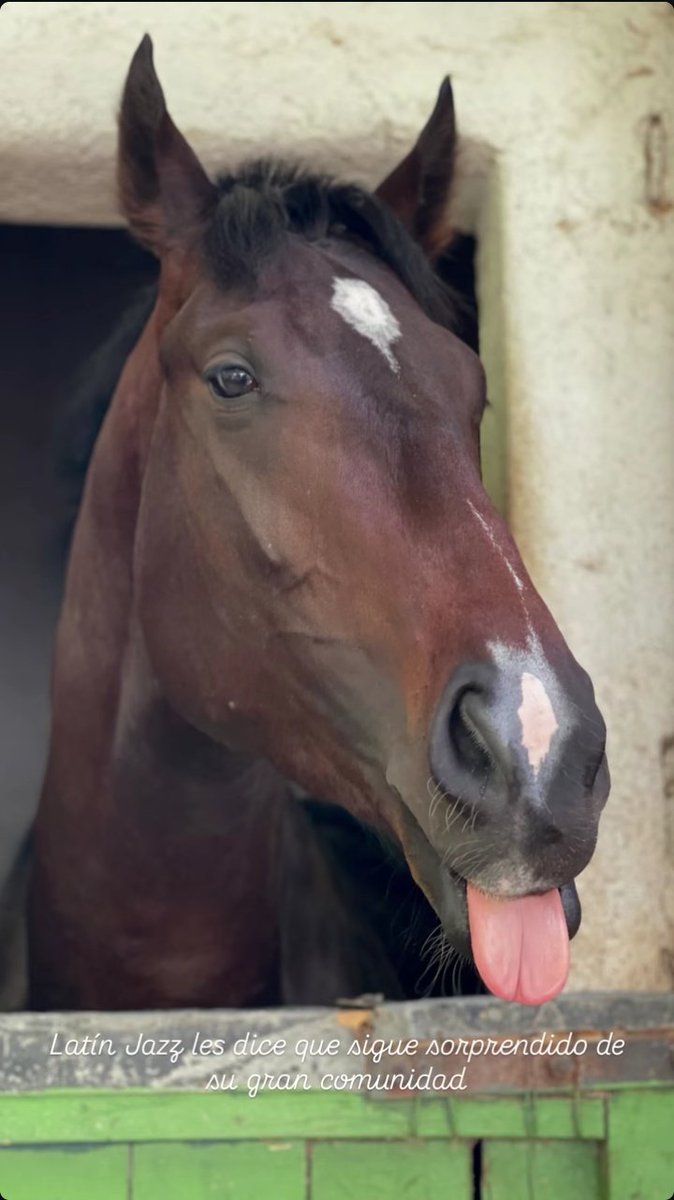 Satono Diamond 🇦🇷 tweet media