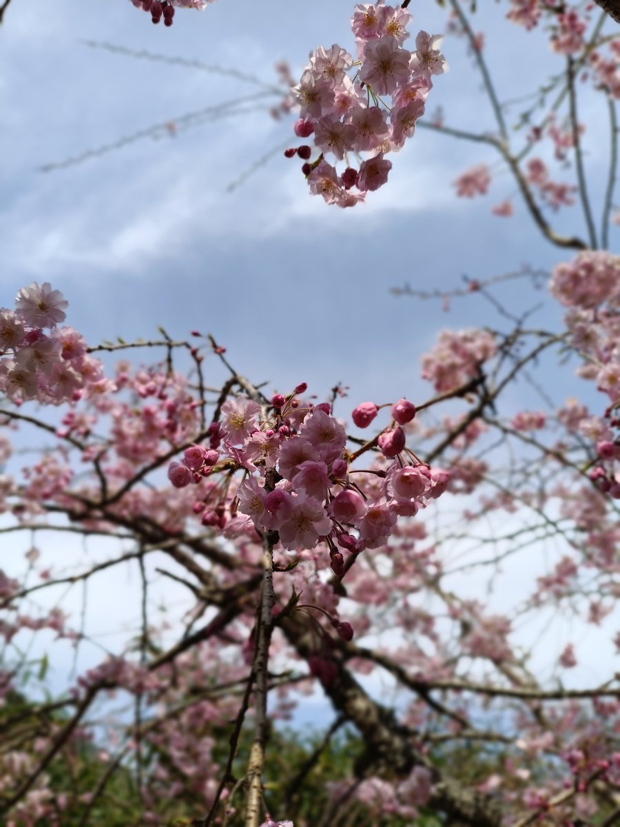 マカミ・アルストロメリア🐺🌸VTuberほちい tweet media