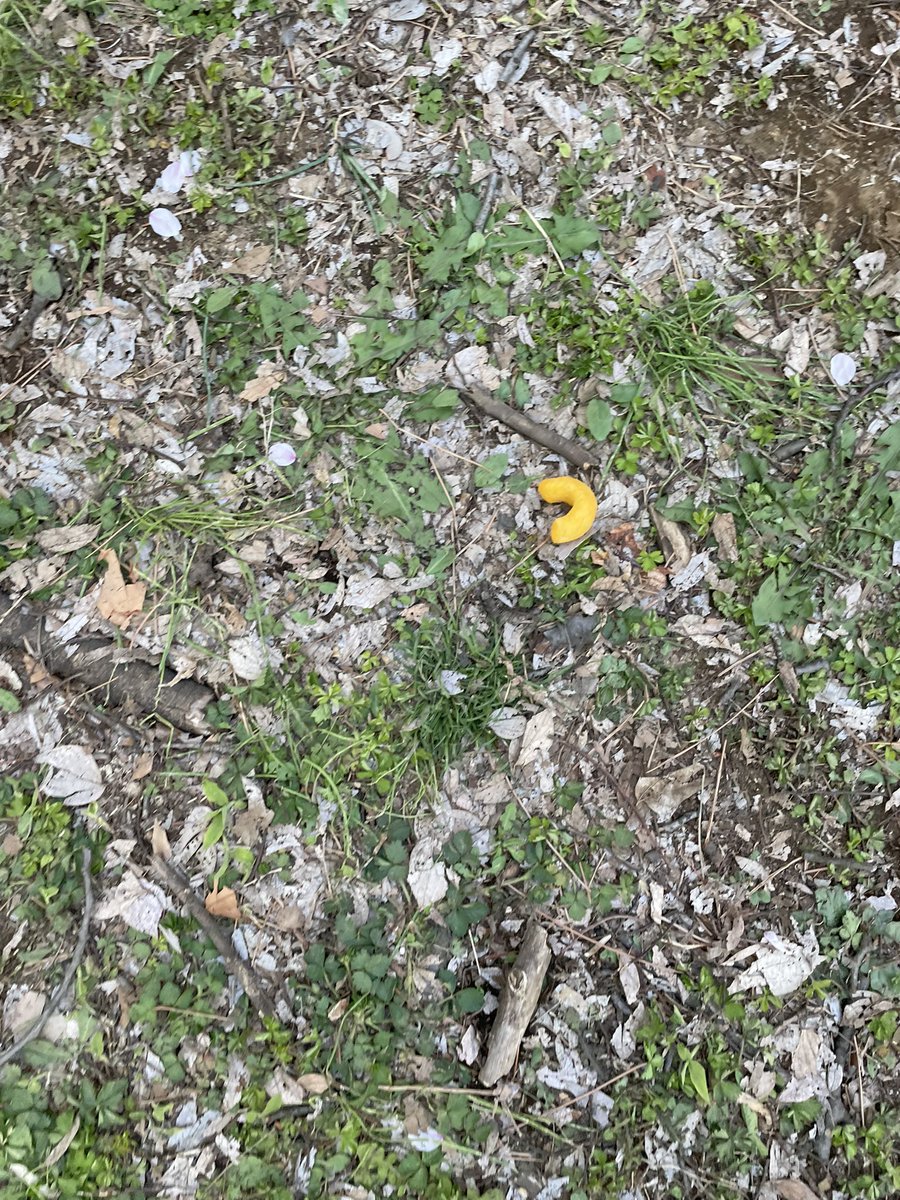 よねおこ(停滞中) tweet media