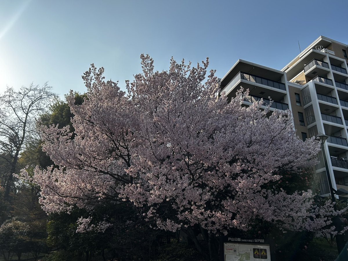 monteewaseda's tweet photo. 今年も満開に咲きました☆
気持ちが落ち着きますね➖。 https://t.co/zVRbFL80fK