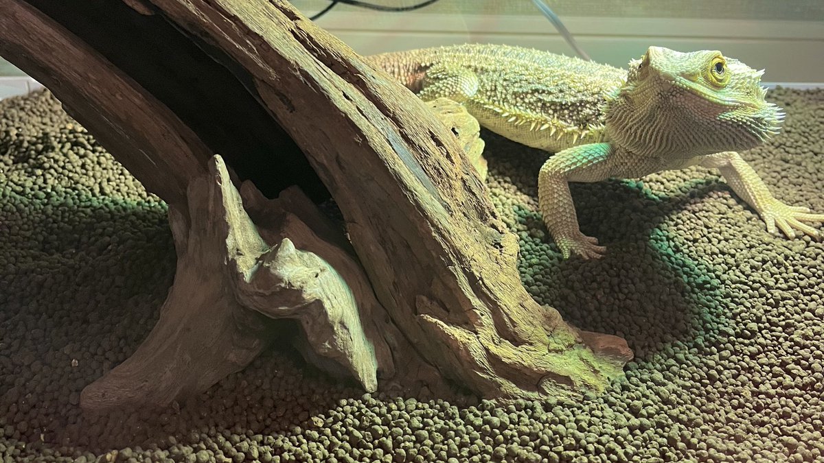 こもん tweet media