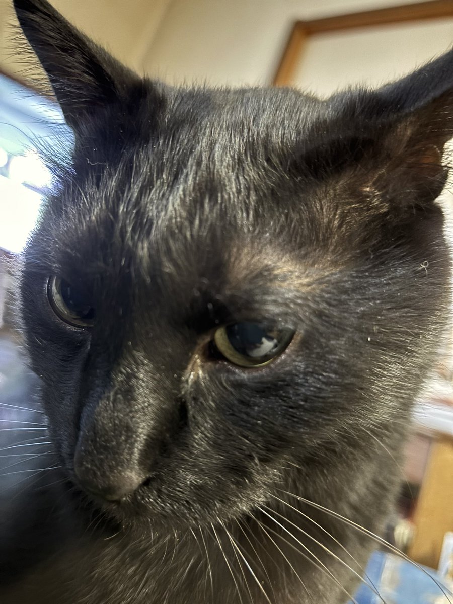 くろちゃんのアップ写真はとても難しい😓