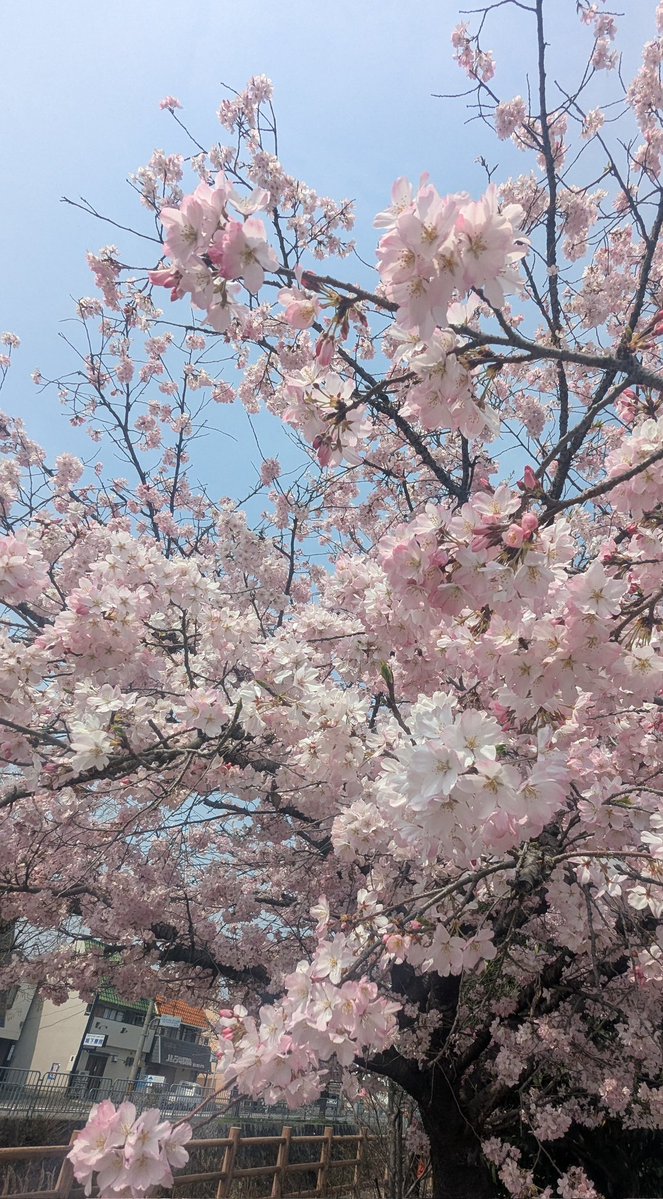 sato芋🔑🥔 tweet media