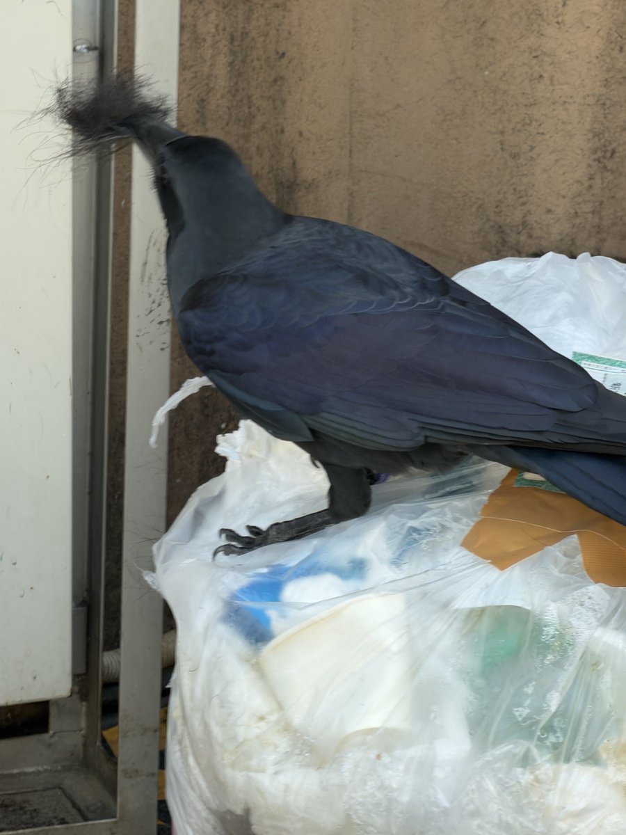 Archer/张狗剩🎄 tweet media