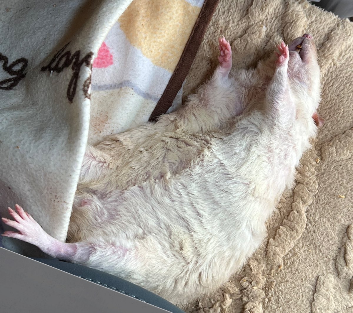 ﾄﾞﾌﾞﾀﾛ🧡🩵 tweet media