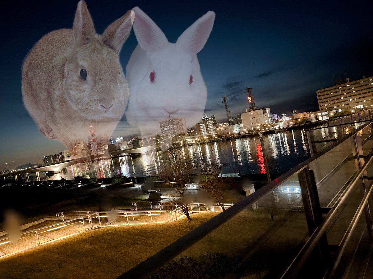 うさぎの🐰き な 子🌷お も ち tweet media
