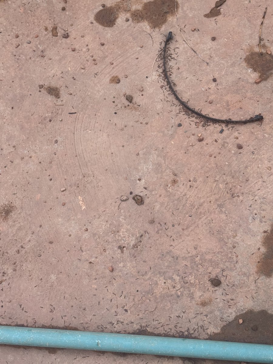 __afolabi_oladoja tweet media