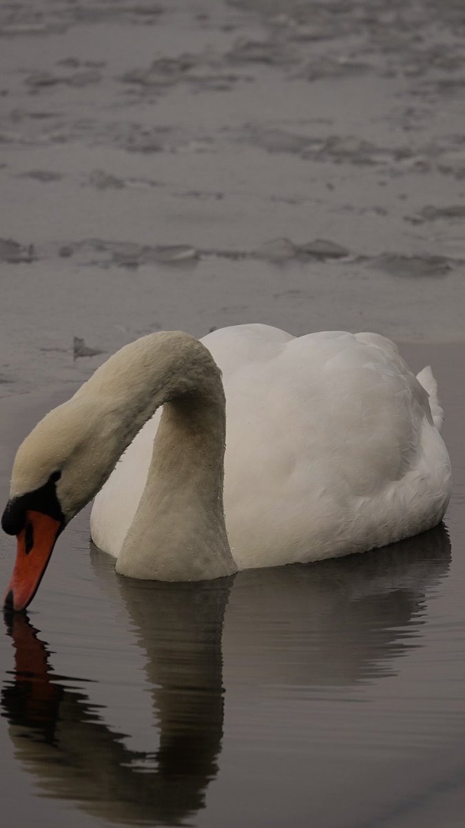 stevewhtmr's tweet image. #SwanDay happy swan day 🦢