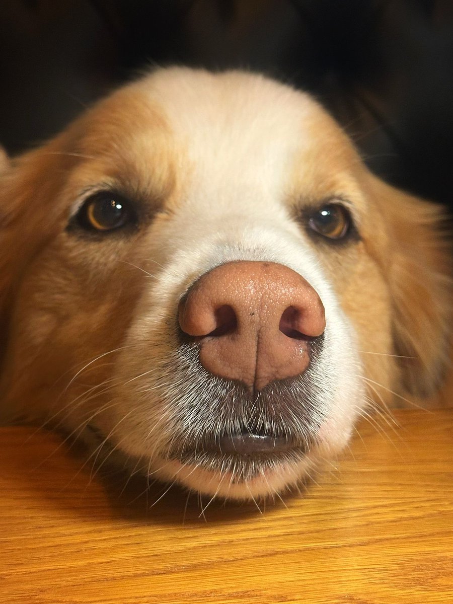 AnneHBall's tweet photo. @sachs1011 Hi Paws Up. I’m Teddy, we only follow doggos and their lovely families. 🐾🐾🦮 https://t.co/6HzFchvO8o