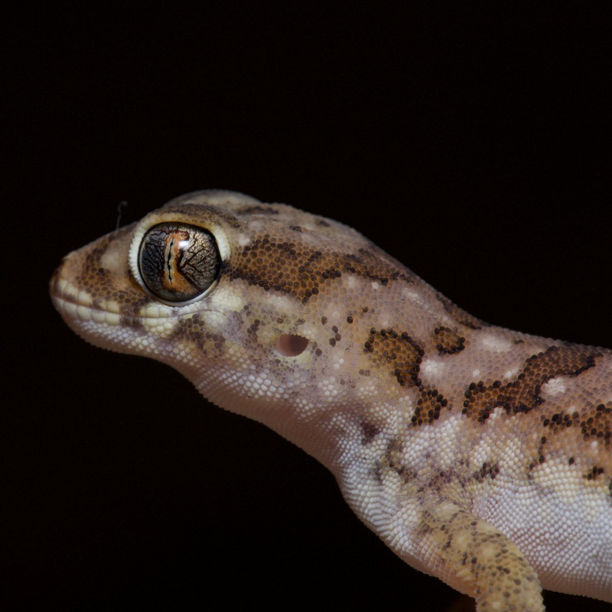 Kirsty Fitchet tweet media