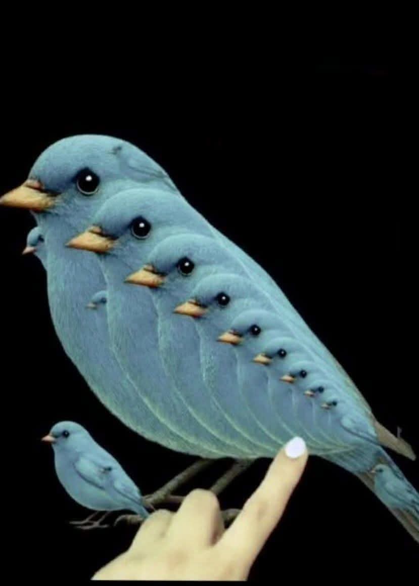 How many Bird are there in the picture below?