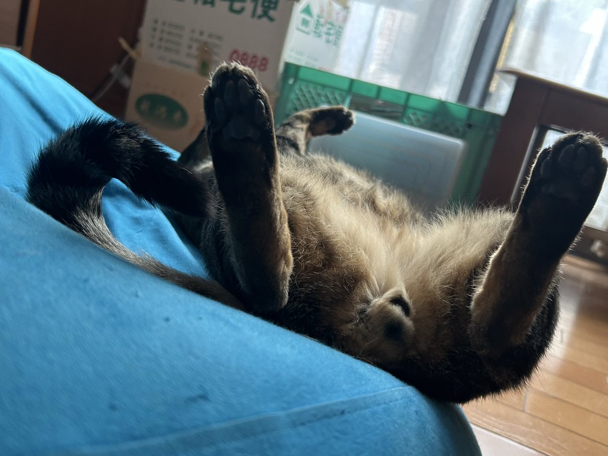 大島　晴美 tweet media