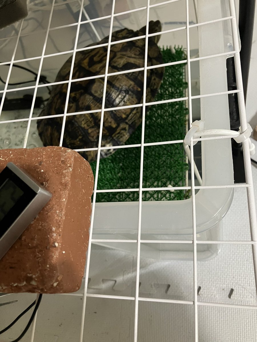 キャメ tweet media