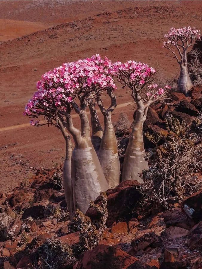 دواء tweet media