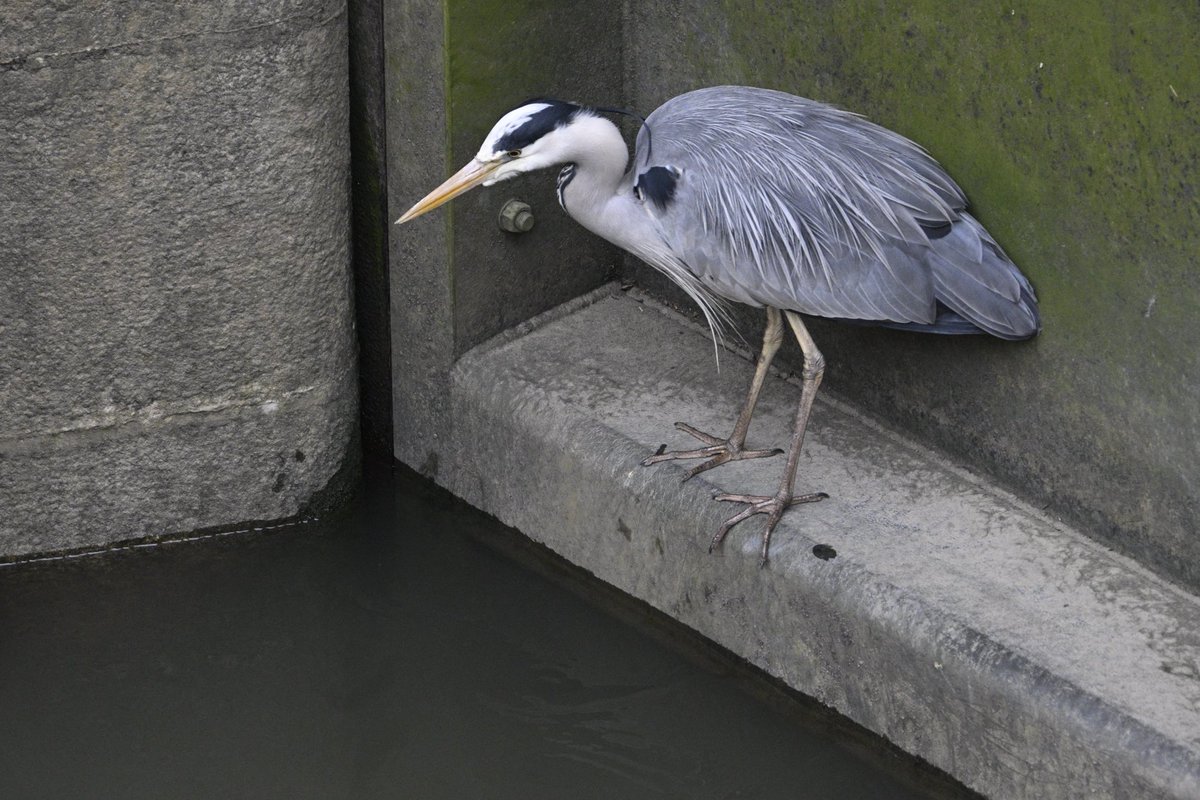 Adam Little tweet media