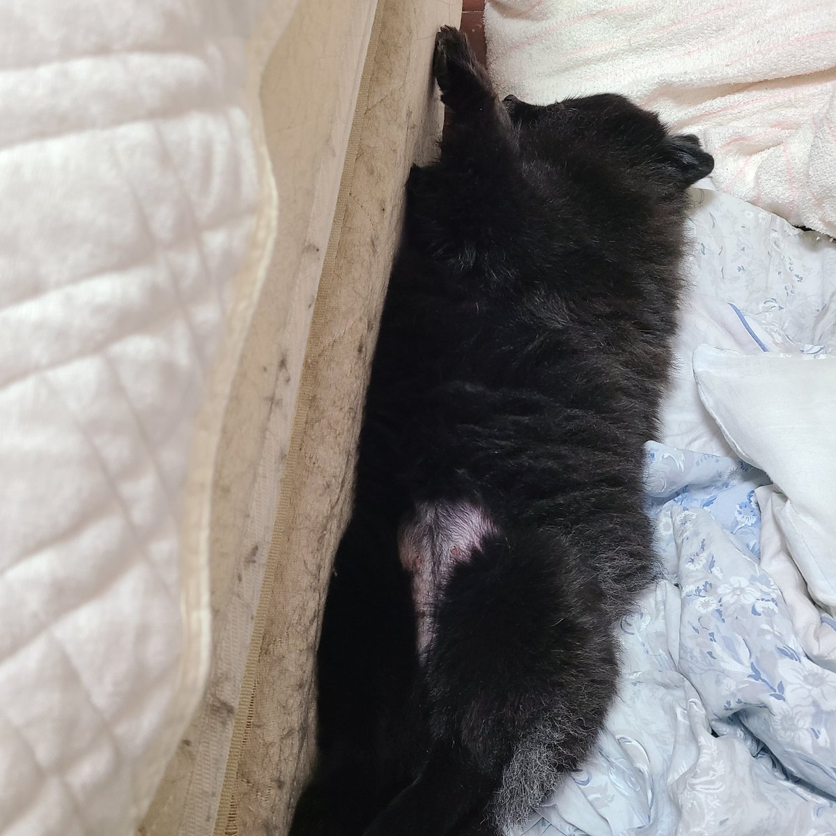 baronmama tweet media