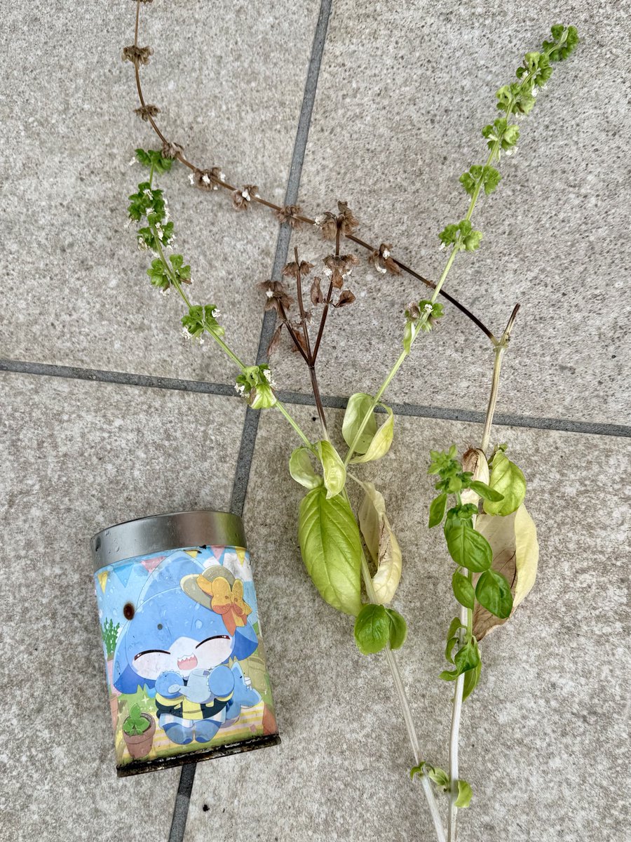 ぐだもだ🦈🦖 tweet media