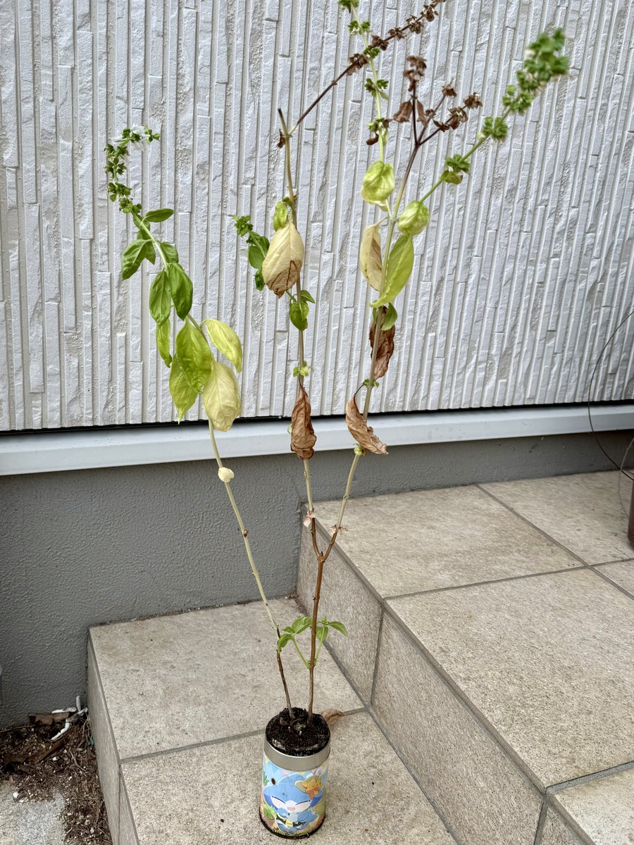 ぐだもだ🦈🦖 tweet media