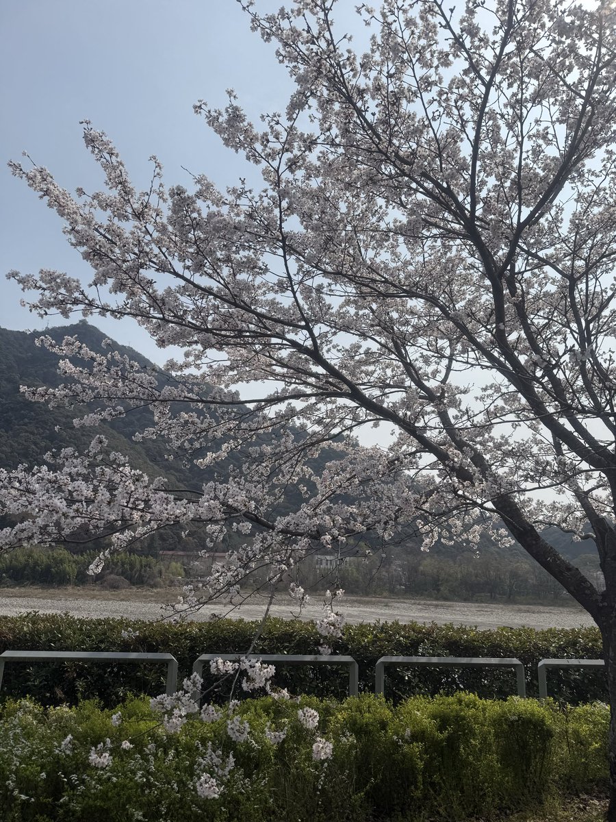 雅勝 津軽三味線/竜馬四重奏 Masakatsu tweet media