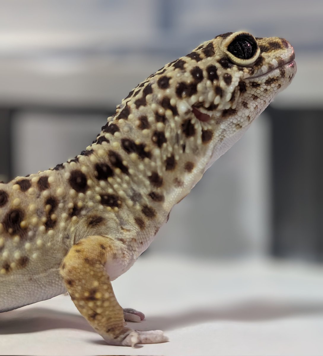 皎月院空狐 tweet media