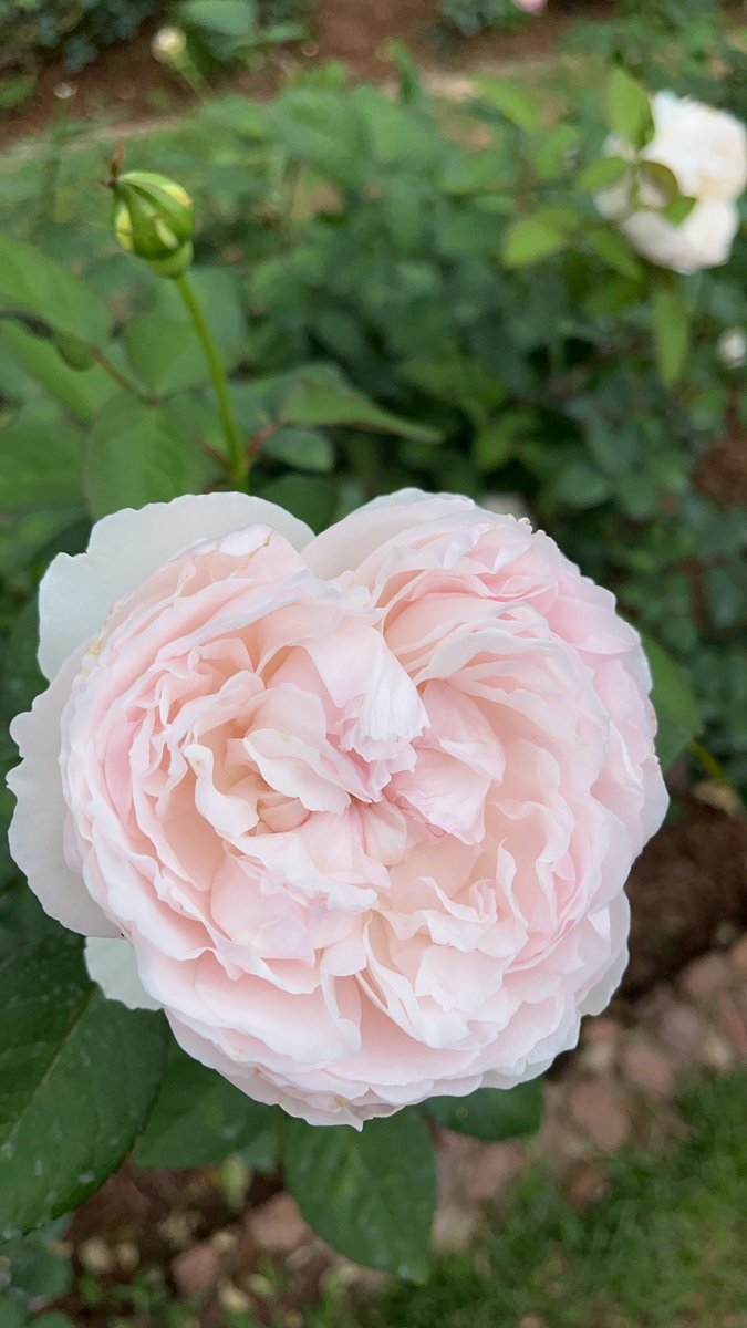 阿小信 tweet media