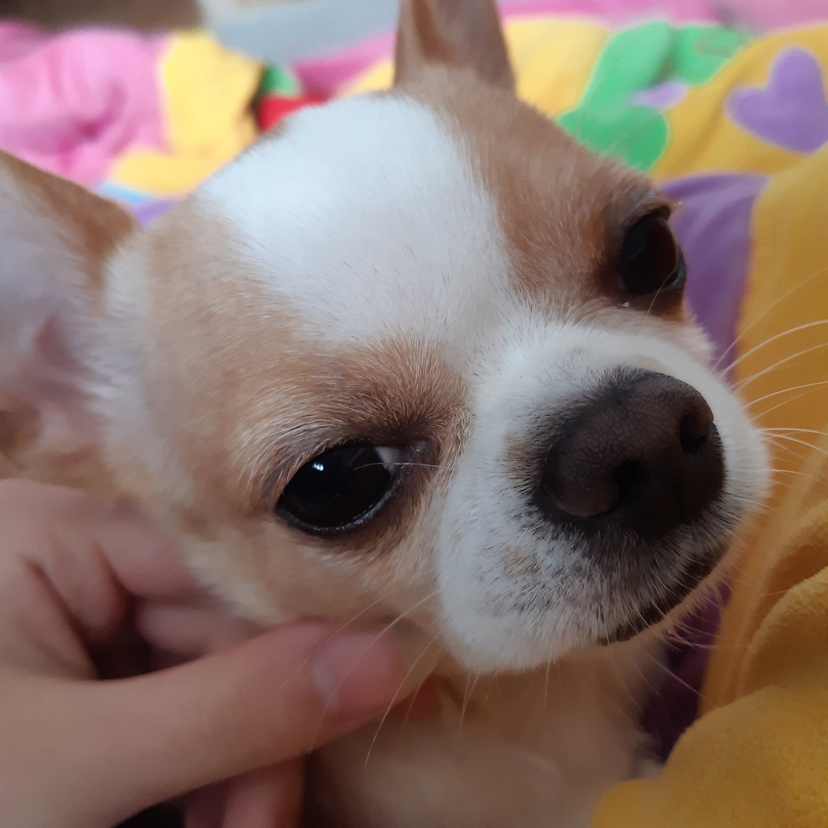 개지나(수요조사 ~3/31) tweet media