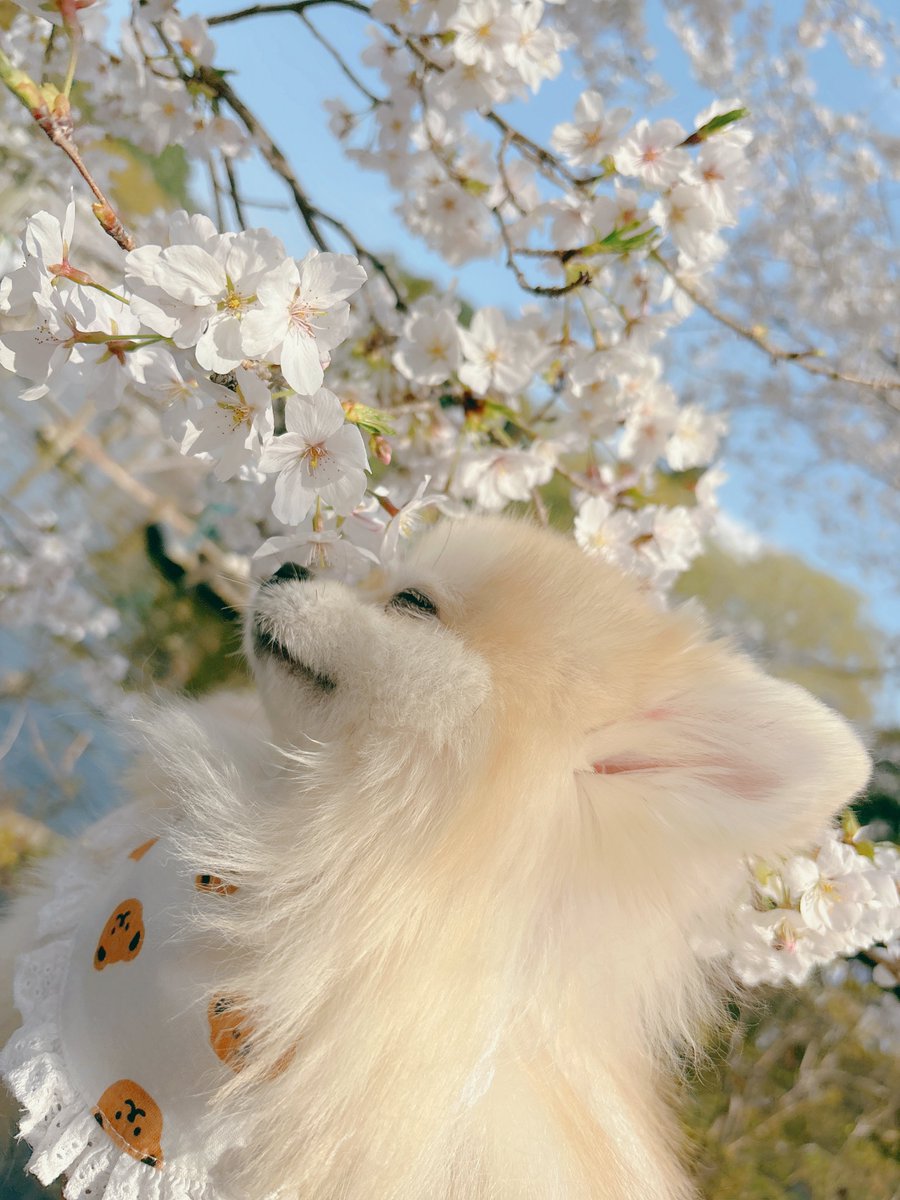 tororo_0522's tweet photo. お花見してきたよ🌸🌸 https://t.co/ZUJfUTOGvY