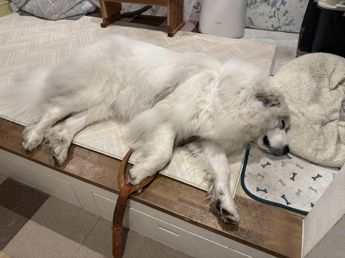 セレネちゃん日記 tweet media