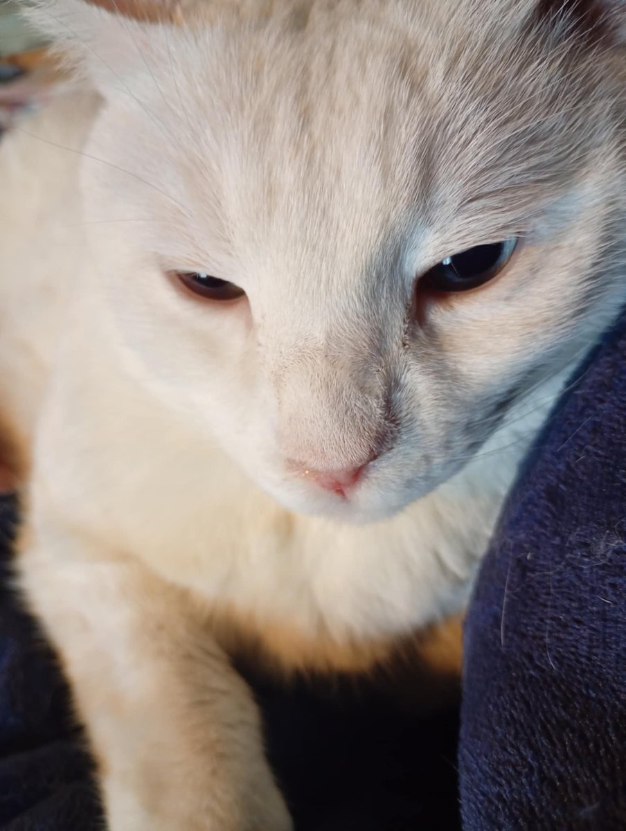 im back chandler stil cranky to be sick,not sure grand ma totaly honest about her health