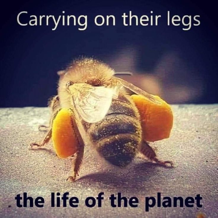 vivaneil tweet media