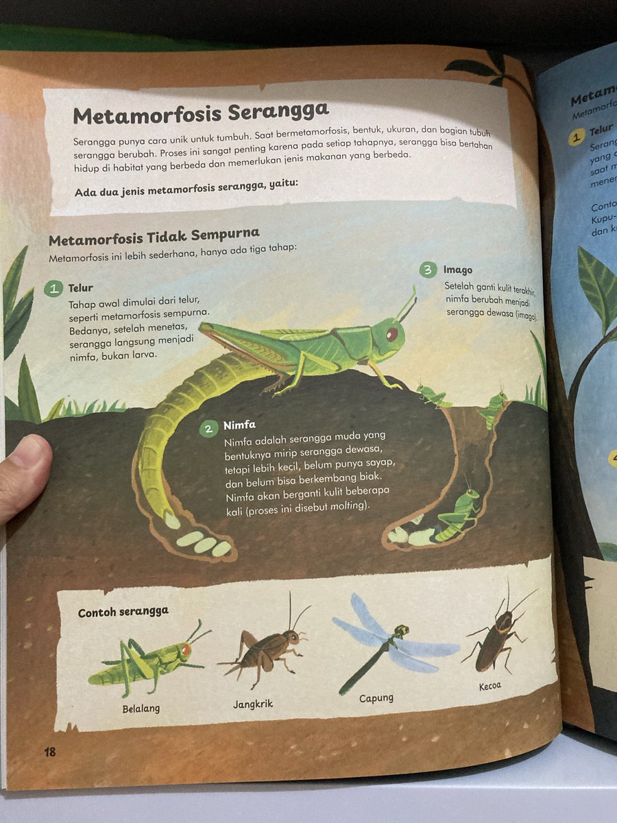 Corry Laura Sianturi tweet media