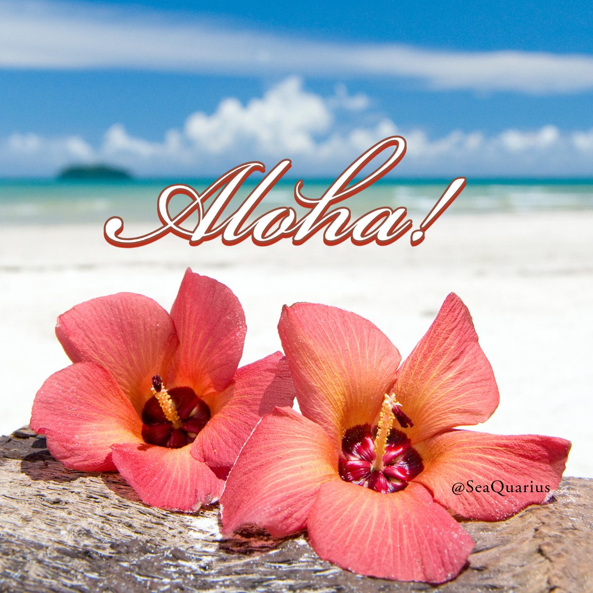 SEAQUARIUS's tweet photo. Embrace the spirit of aloha🌸🌸  

Feel the island vibes wherever you are 🌺. Aloha isn’t just a greeting—it’s a way of life. Let’s spread warmth, love, and positivity today!

#AlohaVibes #IslandLife #SpreadPositivity https://t.co/Irl3UiIJ9w