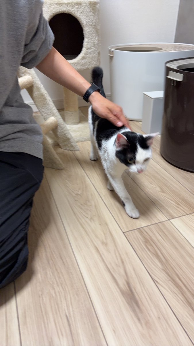 やあさん tweet media