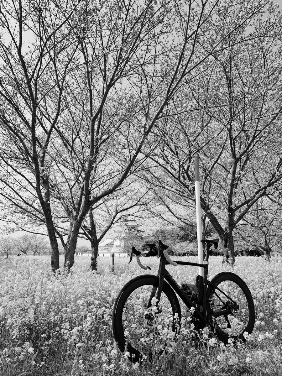 cream404's tweet photo. この時期なら勝手に桜満開の写真に見えるよう脳内変換してくれると信じてる

ちなみに関宿城です https://t.co/mfzcgAXb8Z
