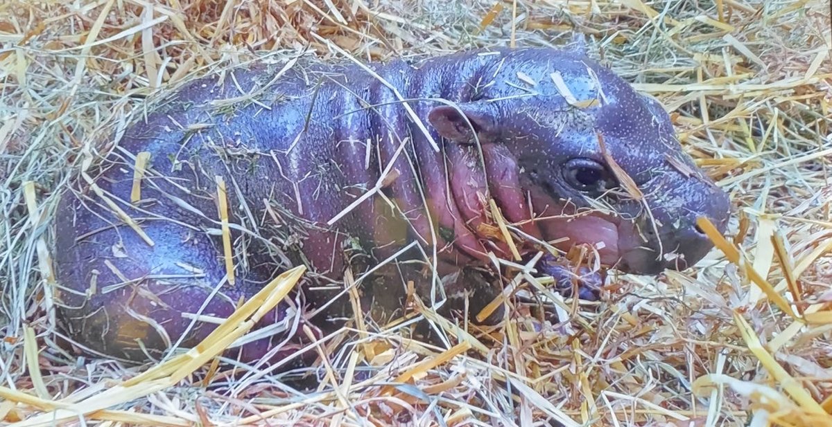 Flex The Goat tweet media