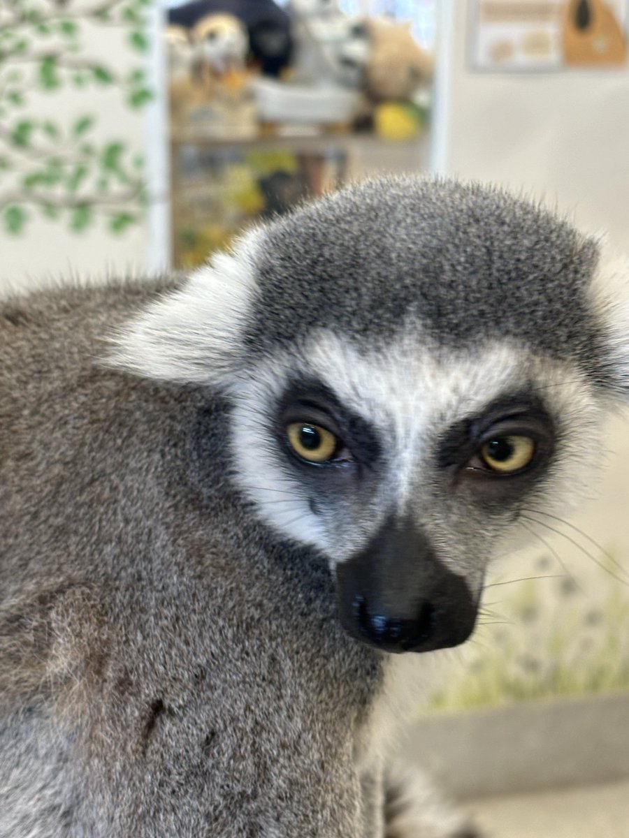 魘実🍒／ワオキツネザルのしっぽ🐒 tweet media