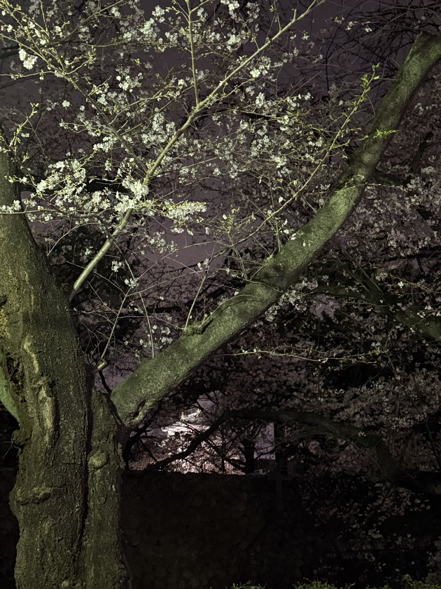 クマ@次戦！ARにほんばしフレッシュ！ tweet media