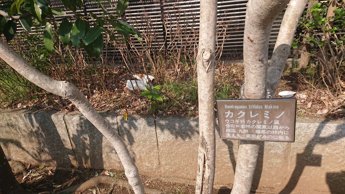 n__m__e's tweet photo. カクレミノを隠蓑にしている https://t.co/uotywvAEbU