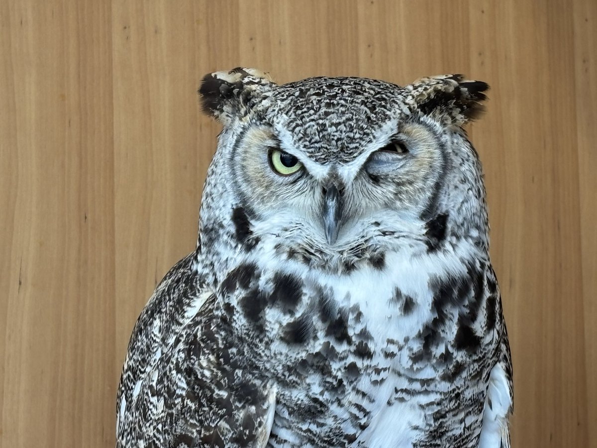 cryd_og's tweet photo. 動物カフェ楽しかった https://t.co/wT8CAgeq5H