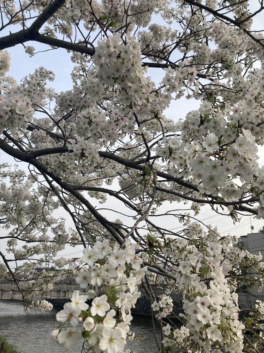 とーる tweet media