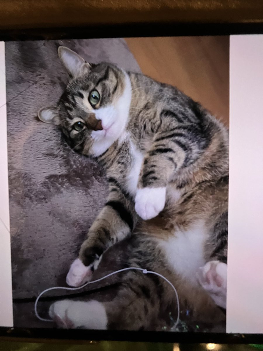 保護猫カフェtormenta tweet media