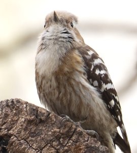 ์กฐ๊ฐ์กฐ๊ฐ tweet media