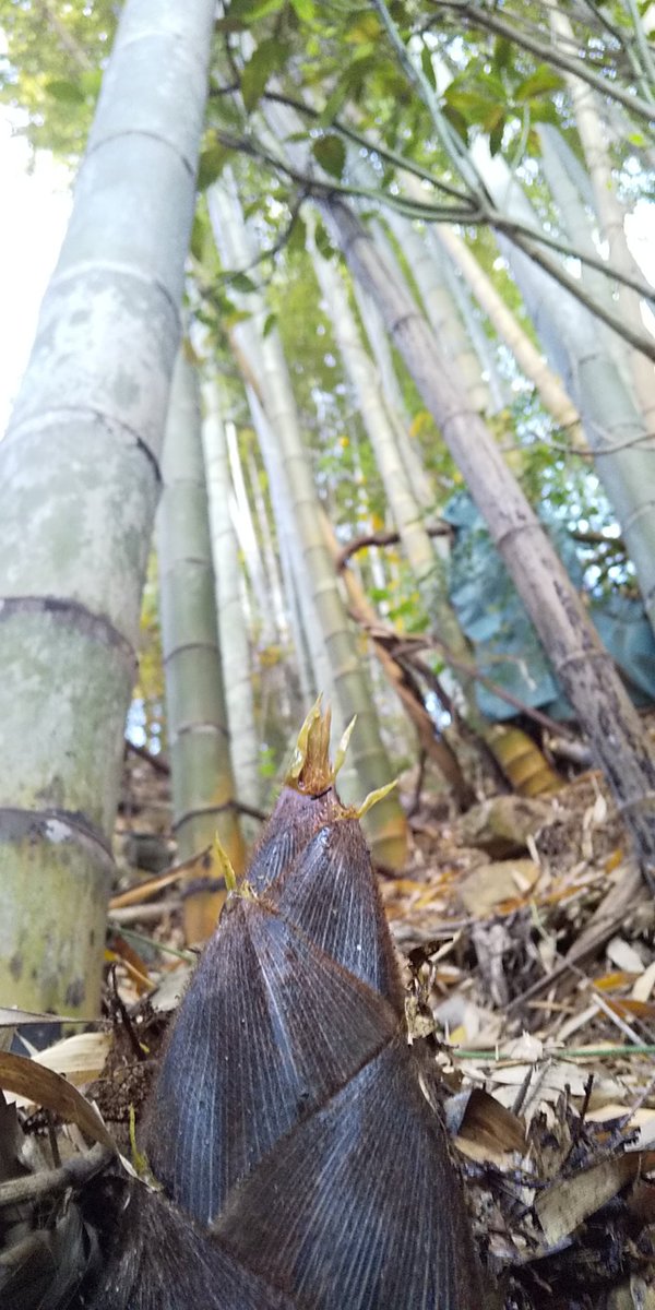 こうべJA71(ジャナイ) / JQ3AGN 🤳📶特小 高取山RPT 3A b26-08 tweet media